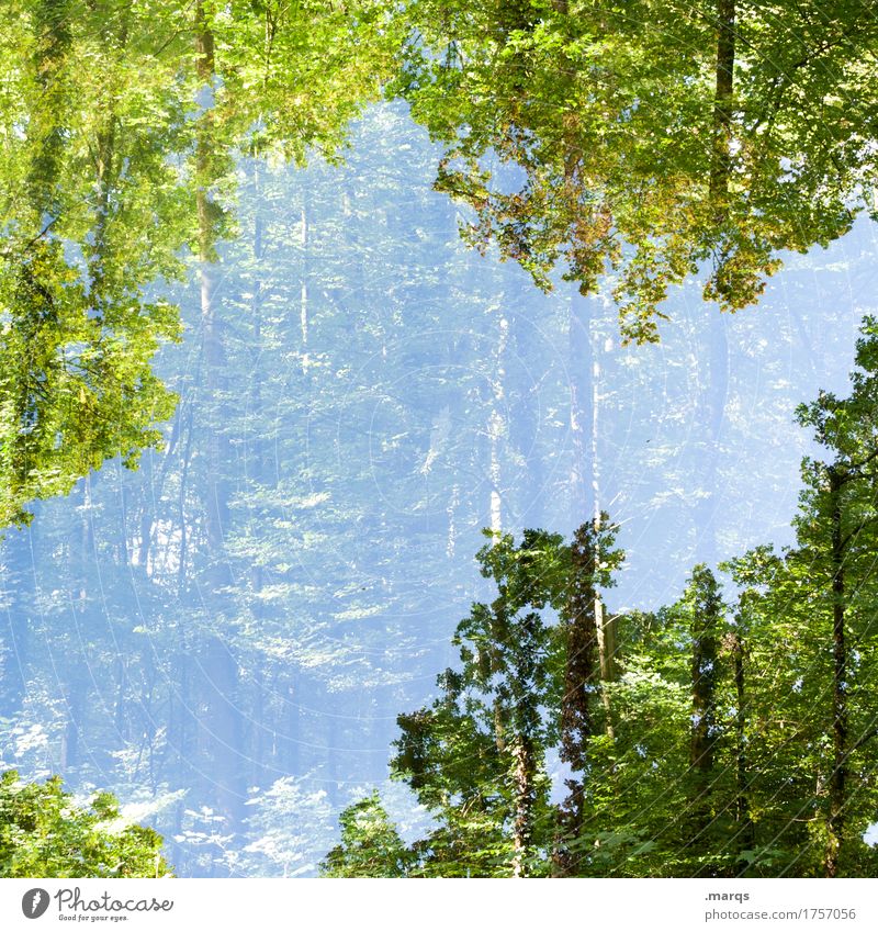 Grüne Lunge Abenteuer Umwelt Natur Pflanze Wolkenloser Himmel Sommer Schönes Wetter Baum Wald Surrealismus Doppelbelichtung Farbfoto Außenaufnahme abstrakt