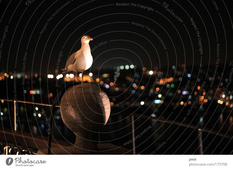 Vogel Außenaufnahme Nacht Vogelperspektive Tierporträt Blick Wildtier 1 beobachten Neugier