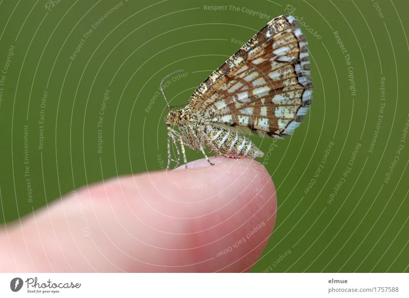 small talk Wildtier Schmetterling beobachten berühren stehen elegant klein nah Neugier Glück Akzeptanz Vertrauen Tierliebe bizarr Design Freiheit Leichtigkeit