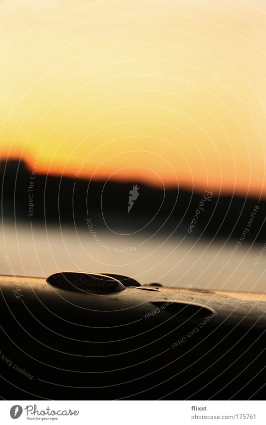 Vergänglich Farbfoto Außenaufnahme Nahaufnahme Textfreiraum oben Textfreiraum unten Dämmerung Schatten Kontrast Silhouette Sonnenaufgang Sonnenuntergang