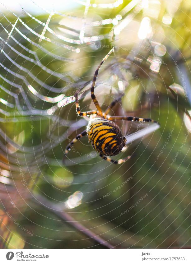 ich glaub ich spinn Schönes Wetter Wiese Tier Wildtier Spinne 1 außergewöhnlich Ekel natürlich Natur Spinnennetz Wespenspinne spinnen Farbfoto mehrfarbig