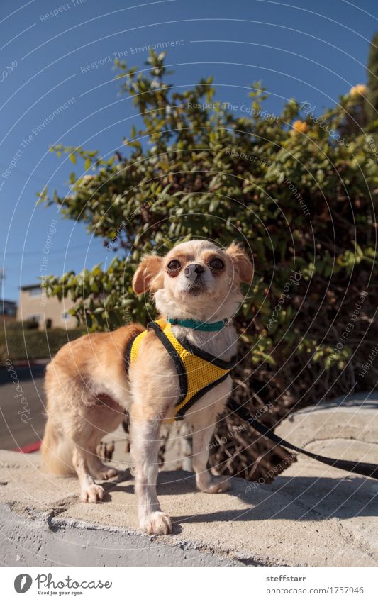Kleiner blonder Chihuahuahündchen Tier Haustier Hund Tiergesicht 1 braun gelb gold Farbfoto Menschenleer Blick