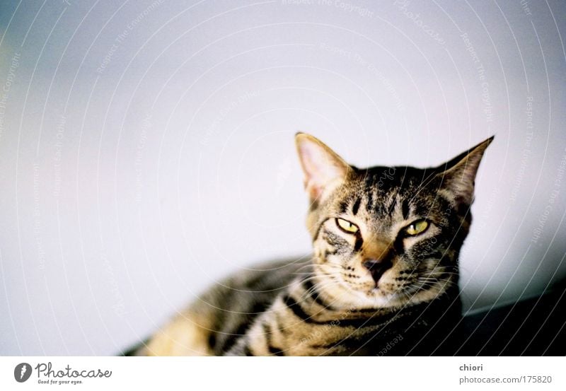 Der Punkt, an dem man auf&#65311 starrt; Farbfoto Außenaufnahme Menschenleer Textfreiraum rechts Blick in die Kamera Glück Kunst Zoo Maske Tier Haustier Katze