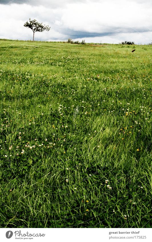 Grüne Wüste Farbfoto Außenaufnahme Menschenleer Tag Kontrast Schwache Tiefenschärfe Zentralperspektive Umwelt Natur Landschaft Wolken Sommer Baum Gras Wiese