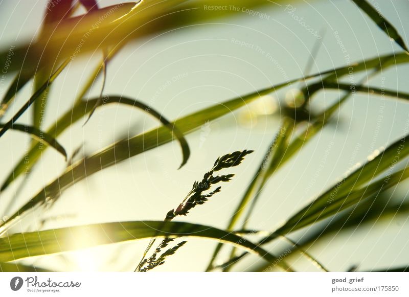 laying back, head in the grass Farbfoto Außenaufnahme Menschenleer Tag Abend Licht Kontrast Reflexion & Spiegelung Lichterscheinung Sonnenlicht Sonnenstrahlen