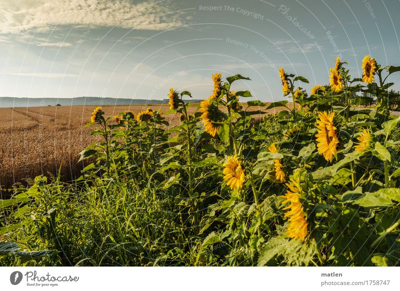 die augen links... Natur Landschaft Pflanze Erde Himmel Wolken Horizont Herbst Wetter Schönes Wetter Nutzpflanze Feld Blühend blau braun gelb grün Morgen