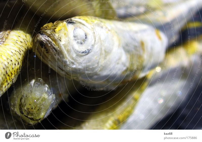 freitags Fisch Ernährung Freitag Bioprodukte Angeln Fischer Meer Mittelmeer Totes Tier Tiergruppe frisch lecker Appetit & Hunger genießen Qualität Meerestier