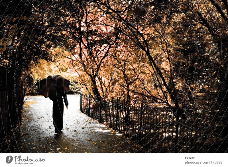 juliregen Farbfoto Außenaufnahme Tag Mensch Frau Erwachsene 1 Natur Herbst Blume Garten Park Wald gehen außergewöhnlich dunkel kalt Romantik träumen Traurigkeit