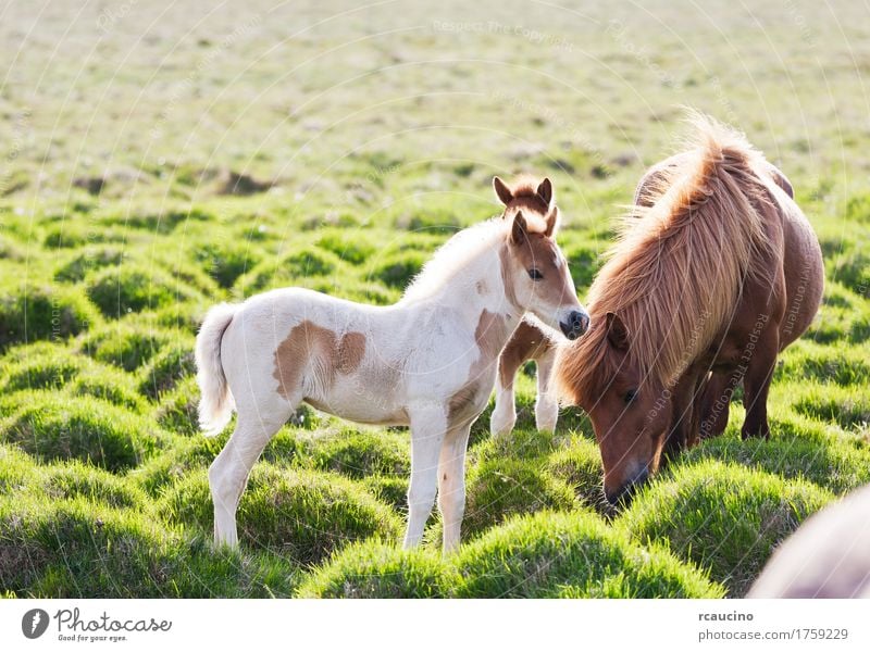 Isländisches Pferd mit ihrem Colt. Island Sommer Natur Landschaft Tier Wolken Gras Mantel grün schwarz weiß rcaucino Europa Zucht kalt isländisch Wolkendecke
