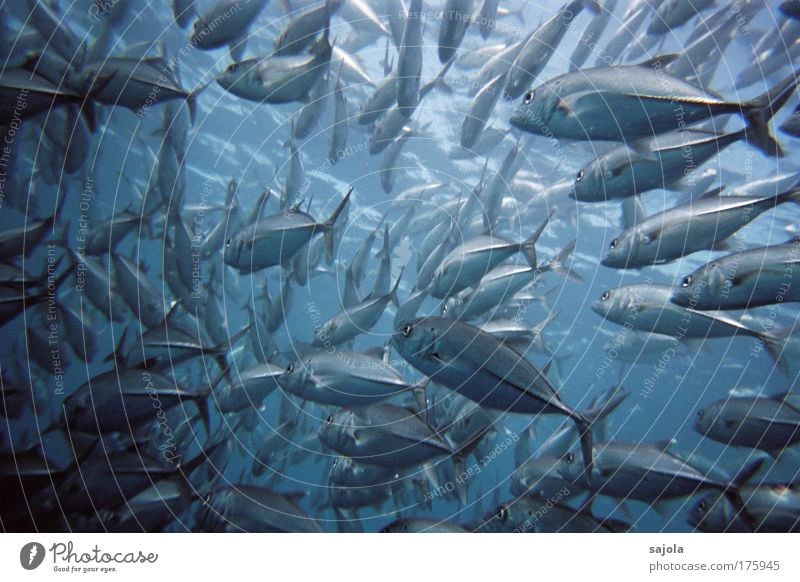 school of jackfish Umwelt Natur Tier Wasser Meer Wildtier Fisch Tiergruppe Schwarm Zusammensein blau Bewegung Zusammenhalt durcheinander viele zusammen