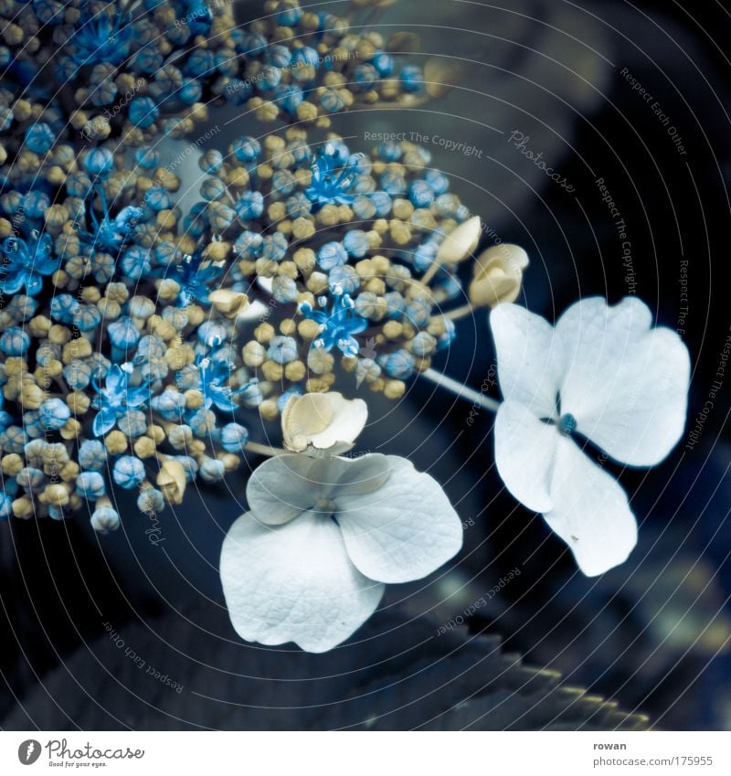 zart Farbfoto Gedeckte Farben Außenaufnahme Makroaufnahme Menschenleer Tag Natur Pflanze Blume Sträucher Blüte exotisch ästhetisch außergewöhnlich