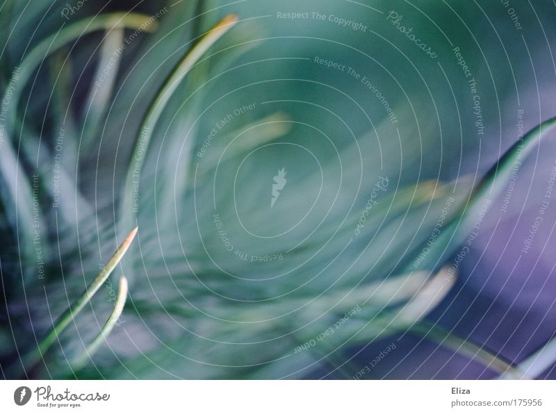 kuddelmuddel mehrfarbig Nahaufnahme Detailaufnahme Makroaufnahme abstrakt Muster Textfreiraum oben Unschärfe Natur Pflanze Sträucher wild durcheinander schön