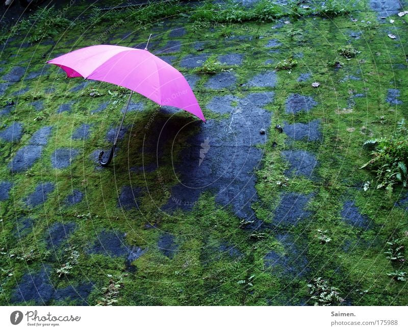hingelegt Farbfoto Außenaufnahme Textfreiraum rechts Textfreiraum unten Regenschirm Einsamkeit einzigartig Farbe Freude Zufriedenheit Idylle Kitsch Farn Wetter