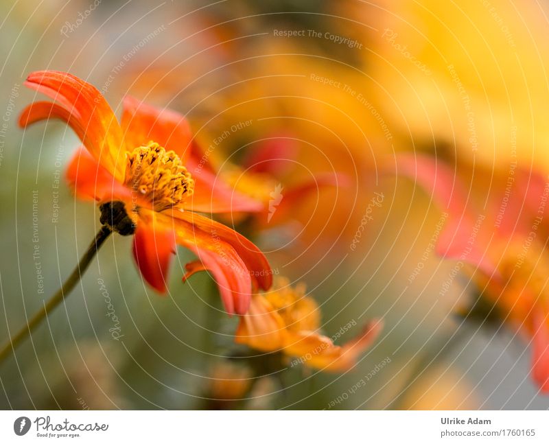 Orange Kosmeen (Cosmos) Garten einrichten Innenarchitektur Dekoration & Verzierung Tapete Poster Bild Leinwand Fotografie Erntedankfest Natur Pflanze Sommer