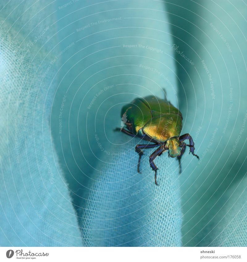 Discokäfer Farbfoto mehrfarbig Tierporträt Natur Wildtier Käfer 1 verrückt schillernd Textilien türkis