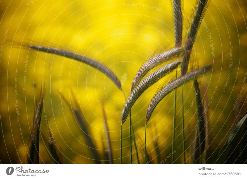Gerstenähren Natur Sommer Nutzpflanze gelb Granne Ähren sommerlich Farbfoto Außenaufnahme Abend
