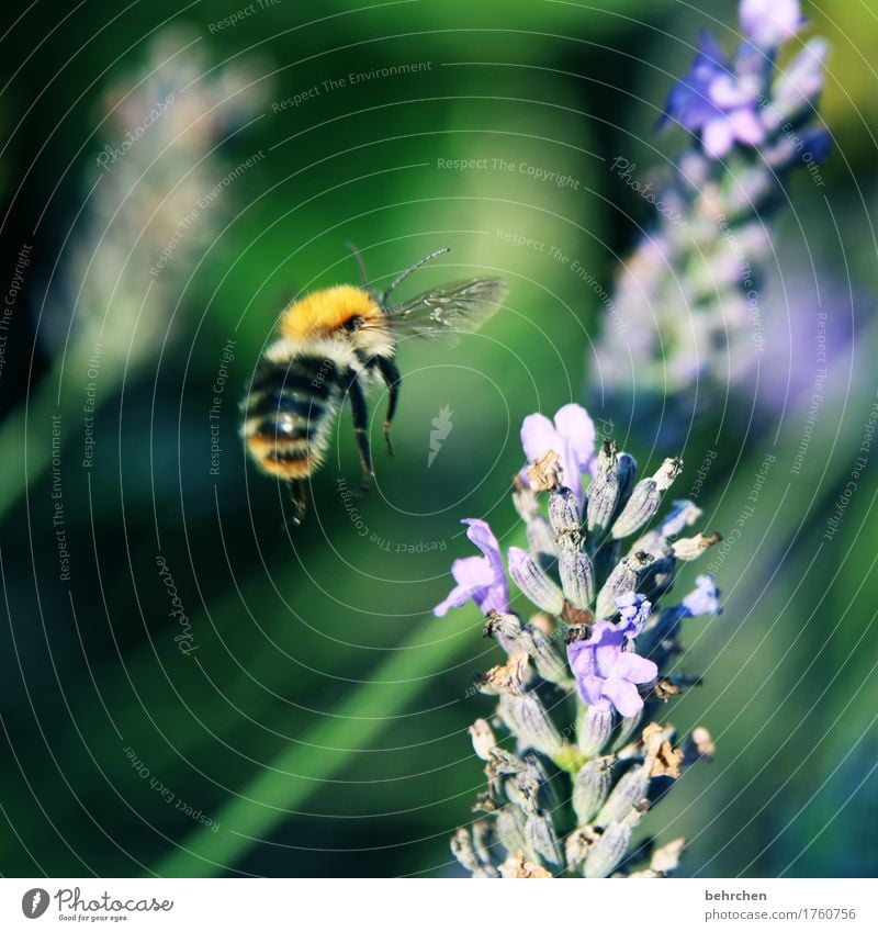 klangfarbe | bssssssssssss Natur Pflanze Tier Sommer Herbst Schönes Wetter Blume Blatt Blüte Lavendel Garten Park Wiese Wildtier Biene Flügel Hummel 1 fliegen