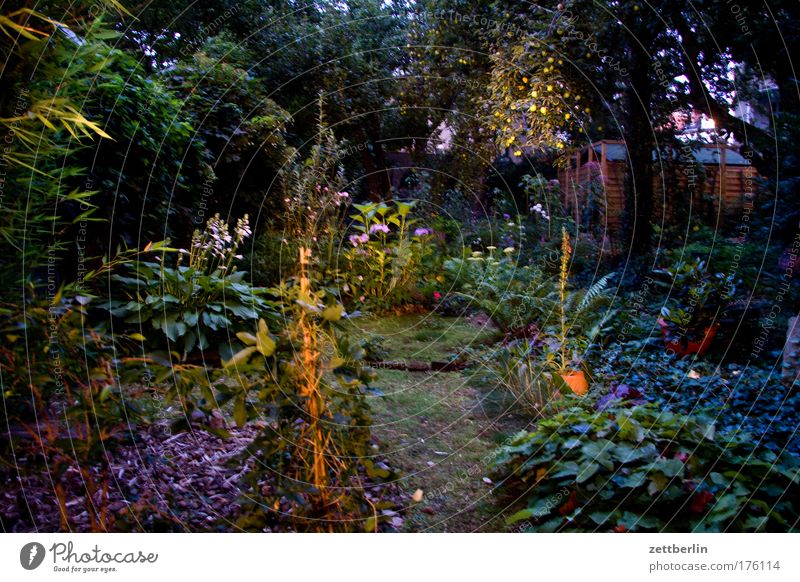 In The Garden Garten Pflanze Baum Blume Sträucher Moos Blüte Gefühle Märchen Kulisse Farbfoto Außenaufnahme Abend Nacht Totale fantastisch Surrealismus