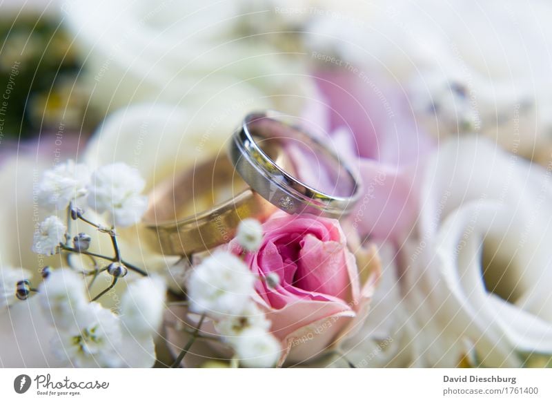 Weddingtime Hochzeit Blume Rose Blüte Zeichen violett rosa silber weiß Glück Vertrauen Sympathie Zusammensein Liebe Verliebtheit Treue Romantik