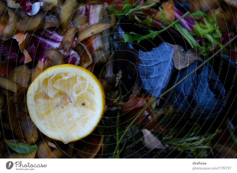 Kompost oder Die Ästhetik des Vergänglichen Farbfoto Umwelt Sommer mehrfarbig Tod Verfall Vergänglichkeit Wachstum Nahrung