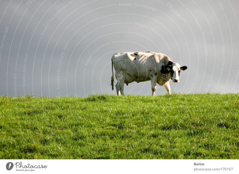 The Cow Of Doom Farbfoto Außenaufnahme Menschenleer Tag Totale Tierporträt Blick in die Kamera Natur Himmel schlechtes Wetter Gras Wiese Nutztier Kuh 1 stehen