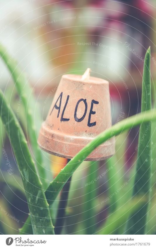 Aloe Wellness Pflanze Lifestyle elegant schön Körperpflege Kosmetik Creme Gesundheit Alternativmedizin Leben harmonisch Wohlgefühl ruhig Meditation Spa Massage