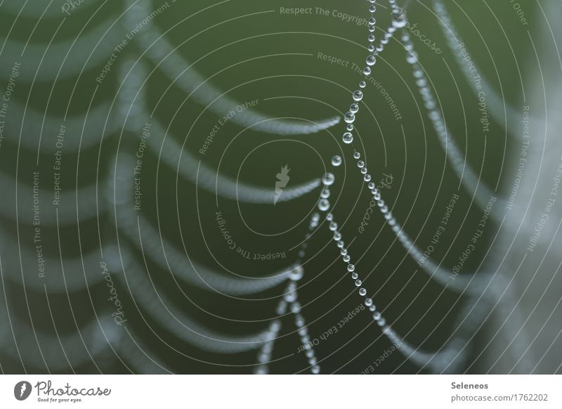drops Umwelt Natur Wasser Wassertropfen Herbst Spinne Spinnennetz Linie Netz Netzwerk Tropfen nah nass natürlich Farbfoto Außenaufnahme Detailaufnahme
