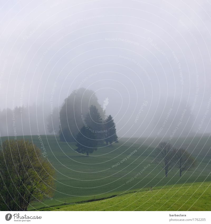 Landschaft Natur Erde Luft Himmel Klima Nebel Baum Wiese Hügel Linie grün Stimmung Erholung Horizont Idylle ruhig Umwelt Farbfoto Außenaufnahme Menschenleer