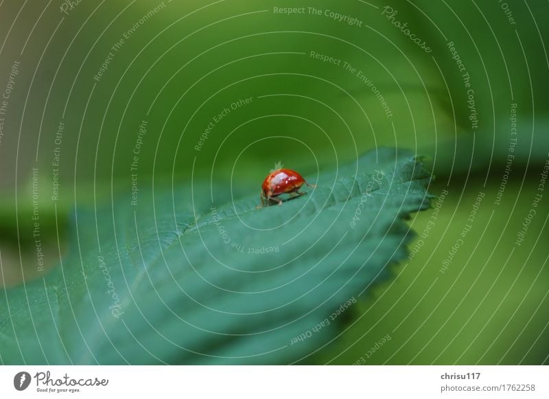 Nö!!! Heute keine Fotos!!! Natur Landschaft Feld Tier Wildtier Käfer 1 laufen authentisch Coolness elegant glänzend rot Marienkäfer Farbfoto Außenaufnahme