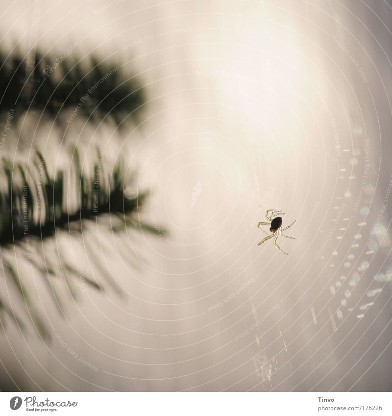 itsy bitsy spider Gedeckte Farben Außenaufnahme Nahaufnahme Textfreiraum oben Textfreiraum unten Tag Licht Kontrast Silhouette Reflexion & Spiegelung Gegenlicht