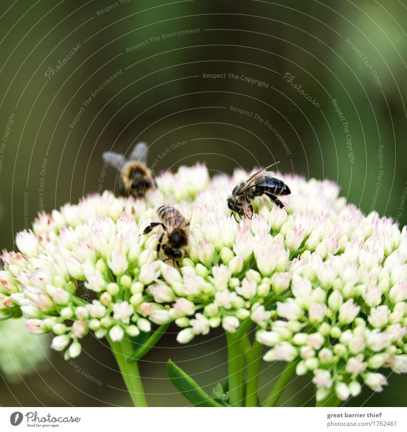 Bienenausflug Umwelt Natur Pflanze Sommer Schönes Wetter Blume Grünpflanze Tier 3 Tiergruppe Erfolg nah mehrfarbig grün Appetit & Hunger Honig Insekt Flügel