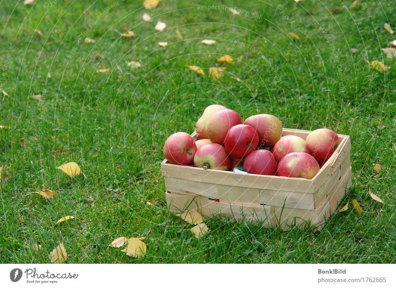 Apfelernte kaufen harmonisch Zufriedenheit Sinnesorgane Garten Oktoberfest Erntedankfest Fröhlichkeit frisch historisch saftig gelb gold grün rot Stimmung Glück