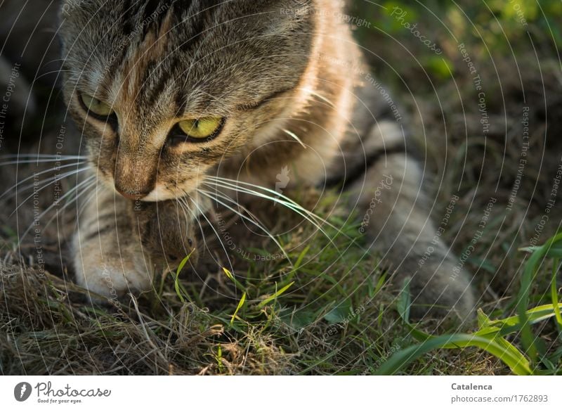 Mauseschicksal, Katze frisst Maus Jagd Pflanze Tier Sommer Gras Feld Haustier Wildtier 2 Fressen Erfolg gruselig Geschwindigkeit braun gelb grün schwarz Gefühle