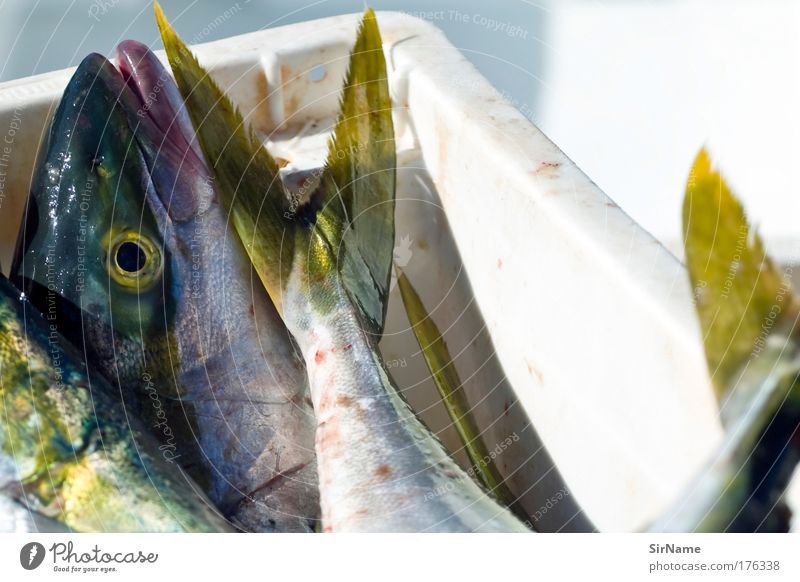 114 [frischer Fisch] Lebensmittel Meeresfrüchte Ernährung Slowfood Sushi Angeln Ferien & Urlaub & Reisen Wirtschaft Schönes Wetter Totes Tier Tiergesicht 2