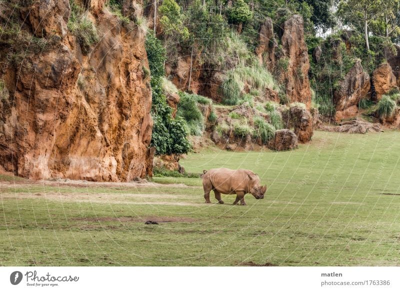 ich seh Dich Pflanze Tier Gras Sträucher Felsen 1 laufen exotisch natürlich braun grün Nashorn Farbfoto Außenaufnahme Menschenleer Textfreiraum links