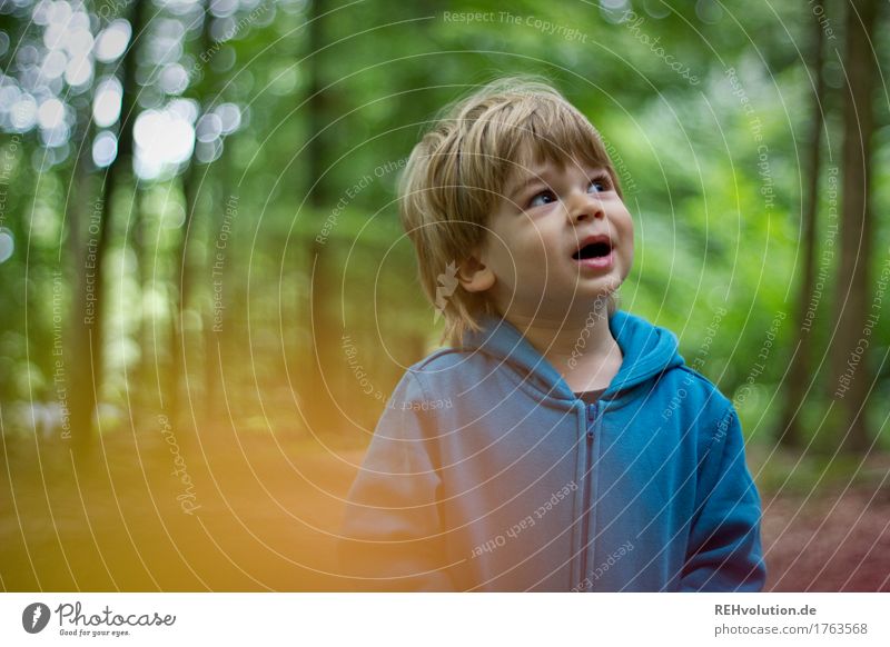 im Wald Mensch maskulin Kind Kleinkind Junge Kindheit Gesicht 1 1-3 Jahre Umwelt Natur Landschaft Pullover entdecken sprechen authentisch Freundlichkeit