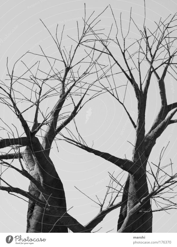düsteres Dasein Schwarzweißfoto Außenaufnahme Umwelt Natur Herbst Winter Pflanze Baum alt bedrohlich groß gruselig grau schwarz Angst dunkel Ast unheimlich