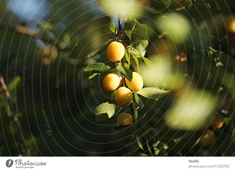 Mirabellen reifen in der Sonne Mirabellenbaum Pflaumen Obst Früchte Pflaumenbaum gelbe Pflaumen Bioobst aus eigenem Garten Sonnenlicht Obstbaum Lichtschein
