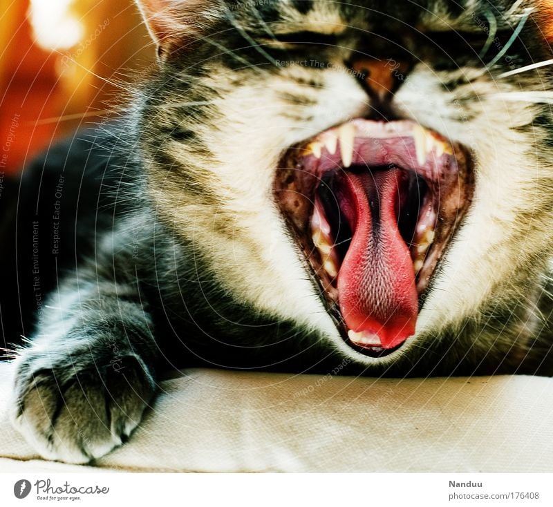 Raubtier! Farbfoto mehrfarbig Innenaufnahme Menschenleer Tag geschlossene Augen Haustier Katze 1 Tier lustig gähnen Langeweile Müdigkeit Zunge Gebiss Rachen
