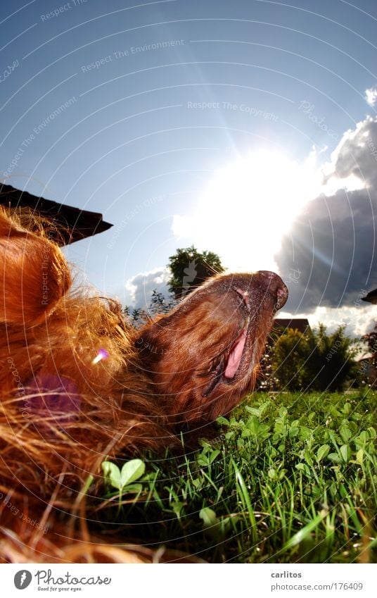 Wochenend' und Sonnenschein ..... Hund Irish Setter beste Freund des Menschen Erholung ausruhen Pause Fünfe gerade sein lassen ruhig verdauen
