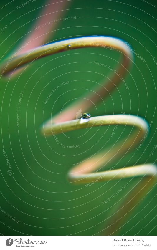 Alone @ the spiral Farbfoto Außenaufnahme Nahaufnahme Detailaufnahme Makroaufnahme Tag Kontrast Sonnenlicht Unschärfe Natur Pflanze Wasser Wassertropfen grün
