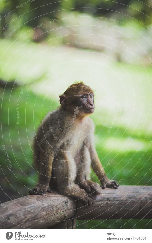 Äffchen Tier Zoo Affen 1 Tierjunges kuschlig grün Farbfoto Außenaufnahme Menschenleer Tag Schwache Tiefenschärfe