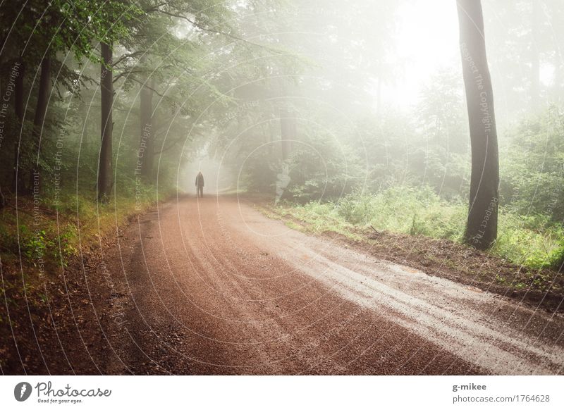 Wanderung Natur Wald wandern Abenteuer Angst Bewegung Einsamkeit Erfahrung Freiheit geheimnisvoll Ferien & Urlaub & Reisen Fußweg Nebel Ferne Farbfoto