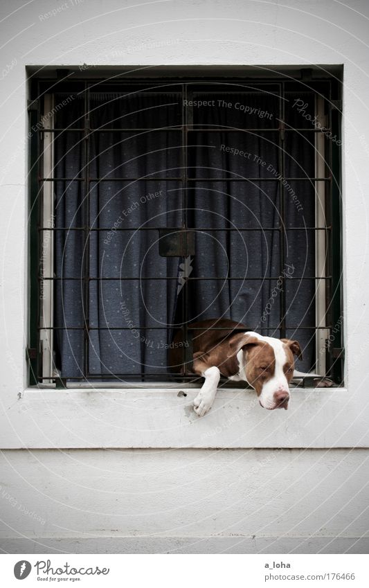 gefangen im eigenen haus Haus Mauer Wand Fassade Fenster Tier Haustier Hund Tiergesicht Pfote 1 Stein Metall Linie beobachten hängen listig Neugier Sicherheit
