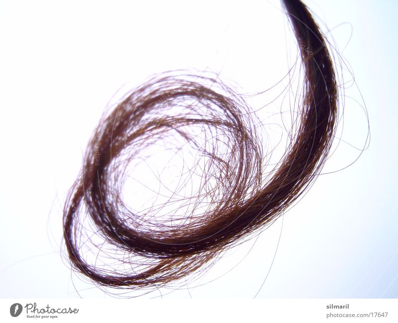Verlockung IV Locken dunkelhaarig brünett Haarsträhne Spirale Haarspliss Haarschopf geschwungen Haarpflege Freisteller Vor hellem Hintergrund Frauenhaare