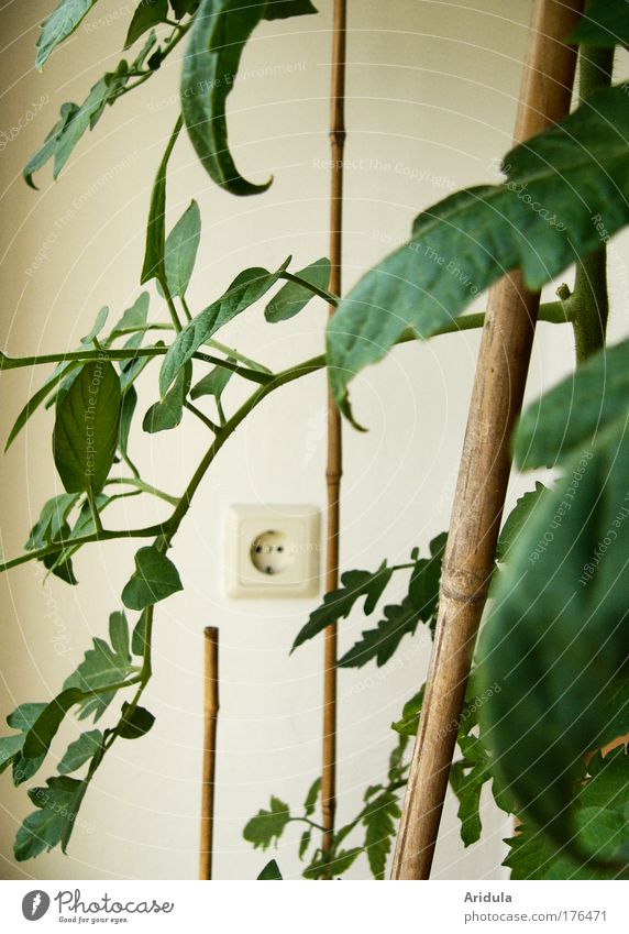 Tomatenpflanze mit Steckdose Farbfoto Innenaufnahme Detailaufnahme Hintergrund neutral Tag Unschärfe Lebensmittel Gemüse Wohnung Garten Energiekrise Umwelt