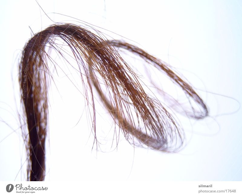 Verlockung III ausgefranst schön Haarprobe Haarsträhne Haarschopf dunkelhaarig brünett Haarspliss Haarpflege Spirale geschwungen Frauenhaare lockig Freisteller