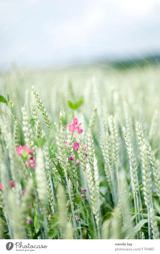 Getreide Farbfoto Gedeckte Farben Außenaufnahme Menschenleer Textfreiraum oben Tag Umwelt Natur Pflanze Sommer Feld Gesundheit grün Gartenwicke rosa Weizen