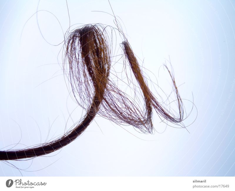 Verlockung II Locken Frauenhaare Spirale Vor hellem Hintergrund Freisteller Objektfotografie Haarpflege Haarspitze Haarspliss lockig ausgefranst schön