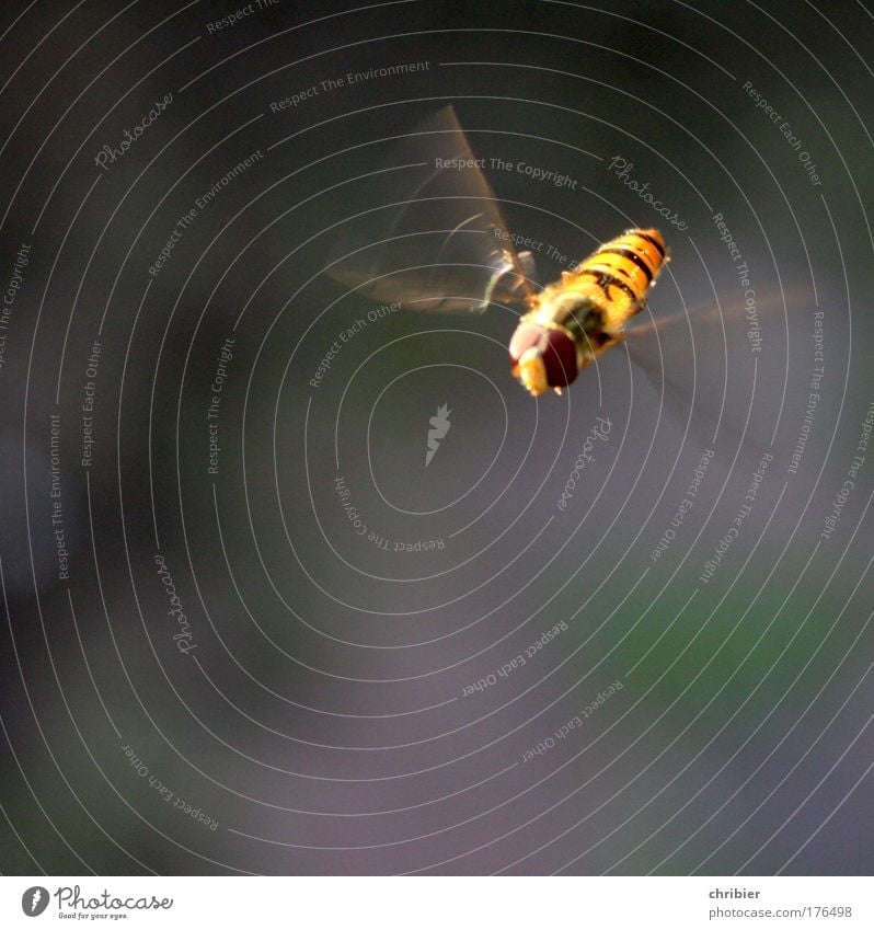 Scharfer Hintern! Tier Luft Sommer Blume Blüte Biene Flügel Schwebfliege 1 fliegen frei hoch nah braun gelb grün violett Bewegung einzigartig Freiheit Symmetrie